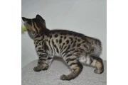 Bengal Kittens & Cats for Sale en Los Angeles