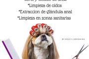 Dog Grooming a domicilio thumbnail 2