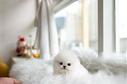 $250 : pomeranians puppy available! thumbnail