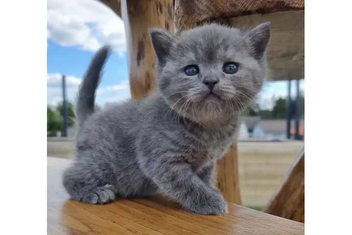 $300 : Británico de Pelo Corto en ven image 1