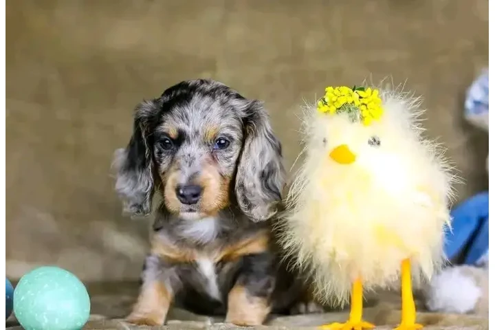 $550 : Dashund Puppies For Adoption image 4