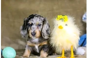 $550 : Dashund Puppies For Adoption thumbnail