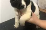 4 hermosos cachorros de Akita en Coatzacoalcos