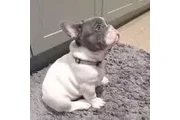 Bulldog frances bebe macho en Boise