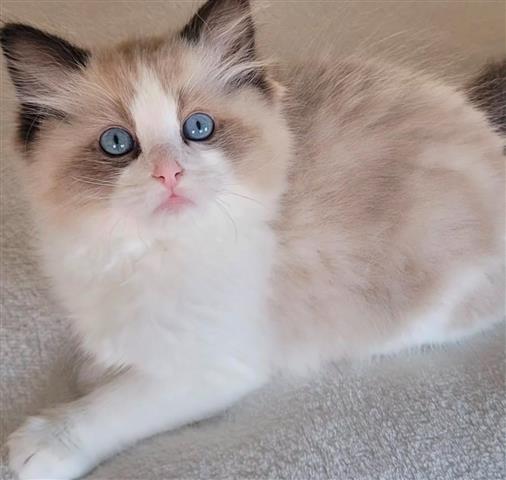 $310 : Ragdoll Kittens For Sale image 2