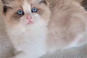 $310 : Ragdoll Kittens For Sale thumbnail