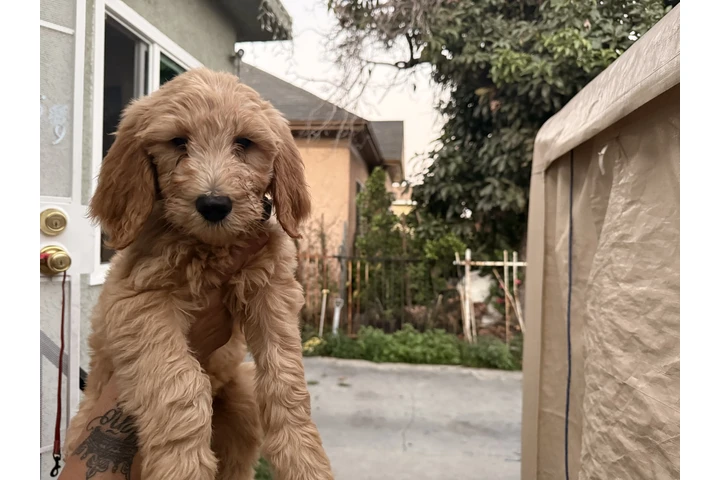 $600 : Golden doodle puppies image 4