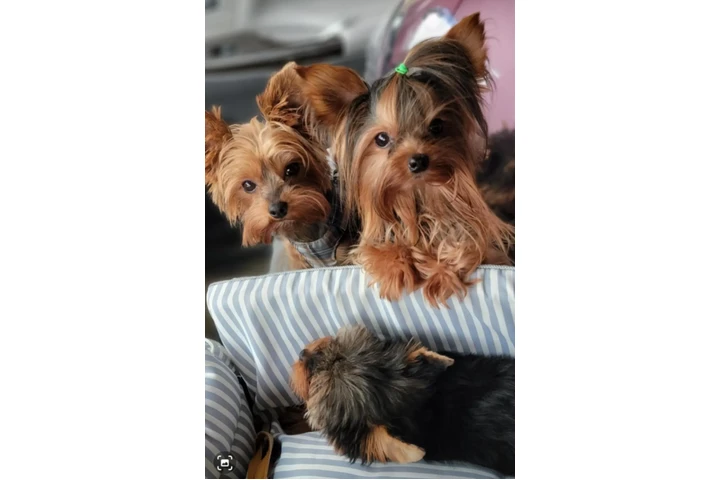 $800 : Adorable Yorkie image 2