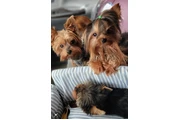 $800 : Adorable Yorkie thumbnail