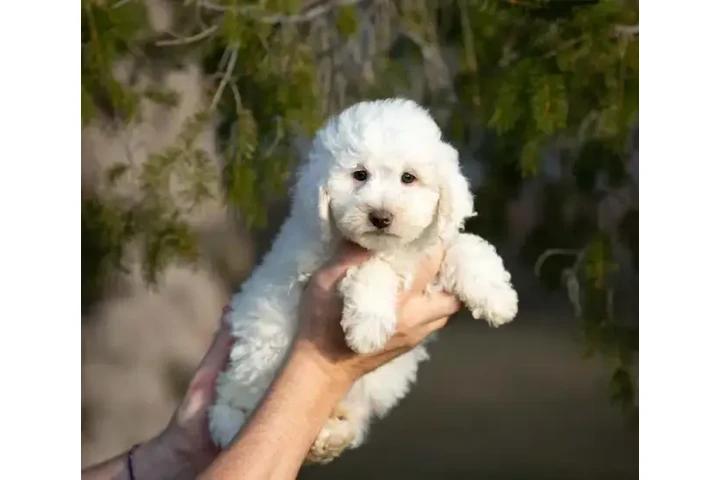 $1700 : 3 mini whoodle puppies. image 5