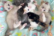 ZARA kittens for rehoming en Newark