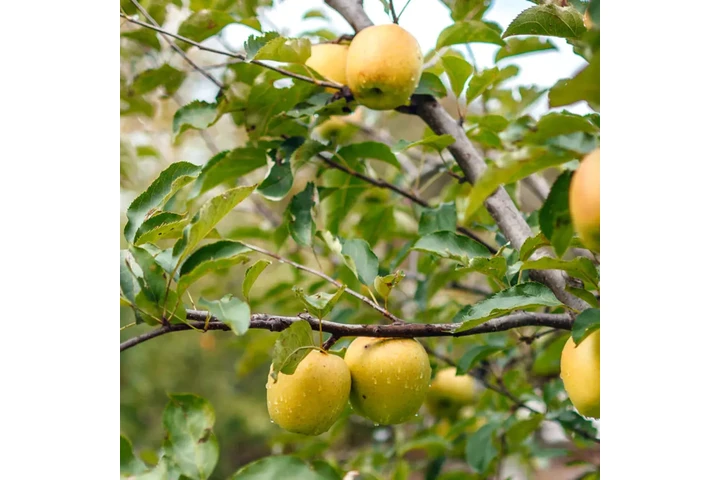 Ein Shemer Apple Tree image 1