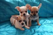 Chihuahua Puppies available. en Memphis