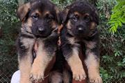 German Shepherd puppies for sa en Minneapolis y Saint Paul