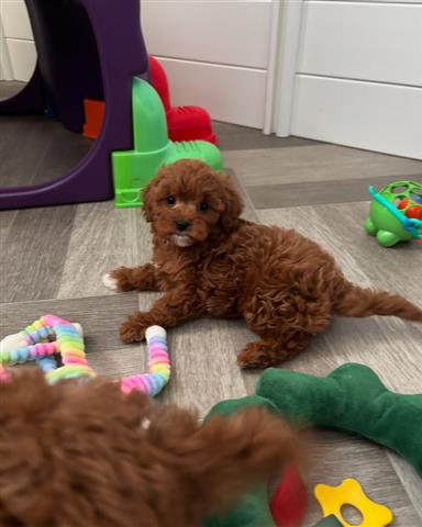 $500 : Cachorros cavapoo listos image 1