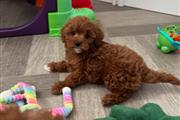 Cachorros cavapoo listos en Birmingham