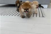 $500 : Teacup Pomeranian Puppies thumbnail