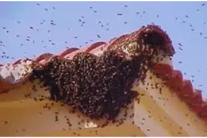 EXTERMINADOR DE PLAGAS 100%100 image 4