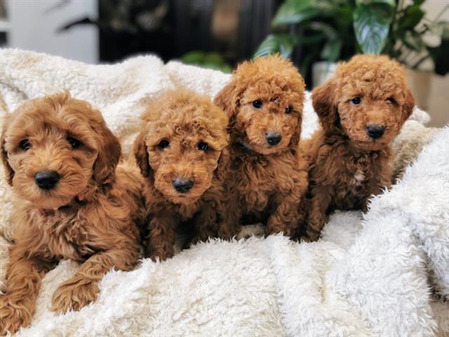 $400 : Goldendoodle puppies for sale image 1