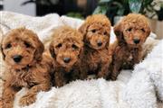 Goldendoodle puppies for sale en Sacramento