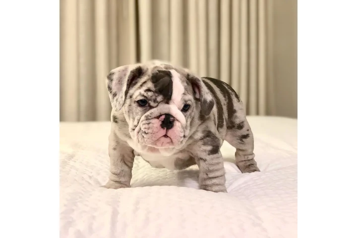 $350 : Cachorros Bulldog Inglés image 4