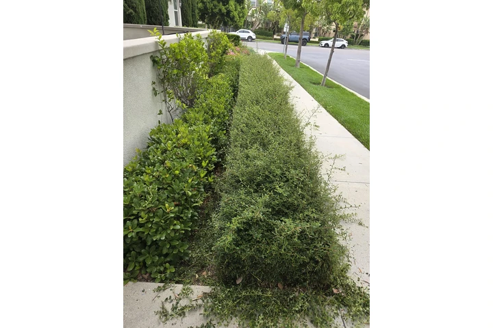 The Bernardinos landscaping image 8