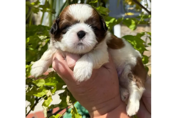 $250 : Cute Shih Tzu For Sale image 2