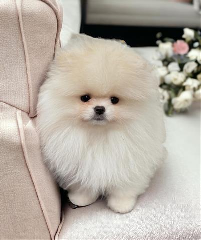 $350 : Beautiful teacup Pomeranian image 1