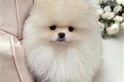 $350 : Beautiful teacup Pomeranian thumbnail