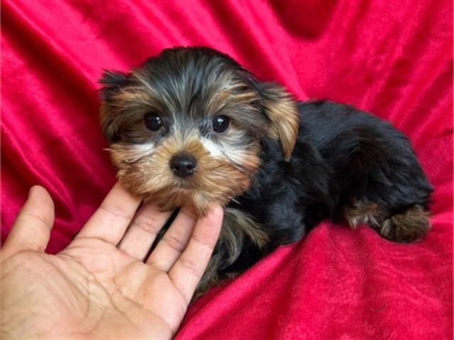 $350 : Yorkies en venta image 3