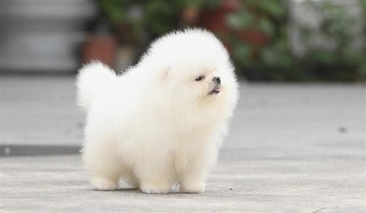 $550 : Home Pomeranian pups for sale image 1