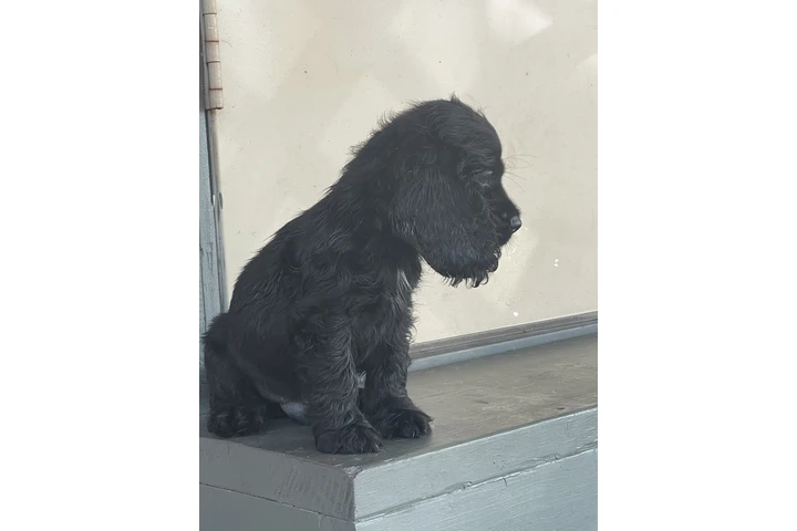 $600 : Cocker spaniel image 2