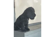 $600 : Cocker spaniel thumbnail