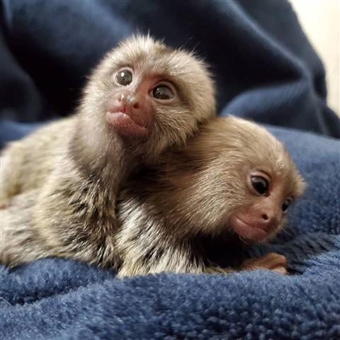 $500 : Monos Mamorset para adopción image 1