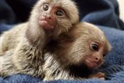 Monos Mamorset para adopción en Anchorage