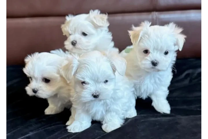 $300 : Maltese puppies for sale. image 2