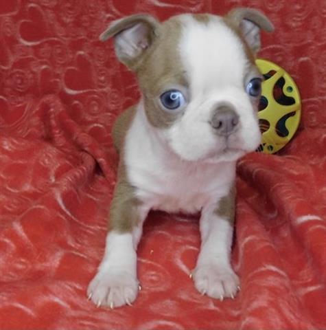 $350 : Boston Terrier puppy for sale image 2