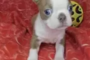 $350 : Boston Terrier puppy for sale thumbnail