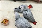 $400 : Pair African Grey for sale thumbnail