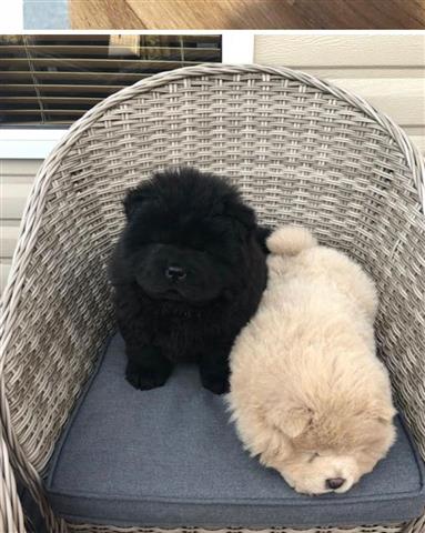 $350 : Chow Chow puppies for sale image 2