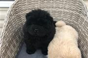 $350 : Chow Chow puppies for sale thumbnail
