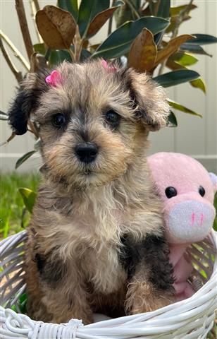 Mini Schnoodle Puppies !!! image 5