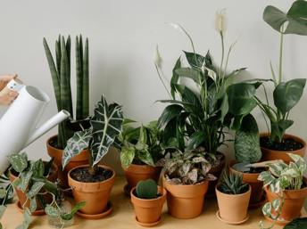Aprenda a cuidar sus plantas de interior