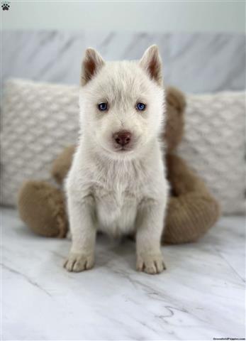 $690 : Siberian Husky male & female image 1