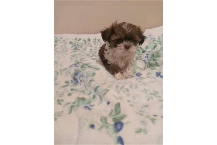 POMERANIANS Y SHIH-TZU 🐕 image 1