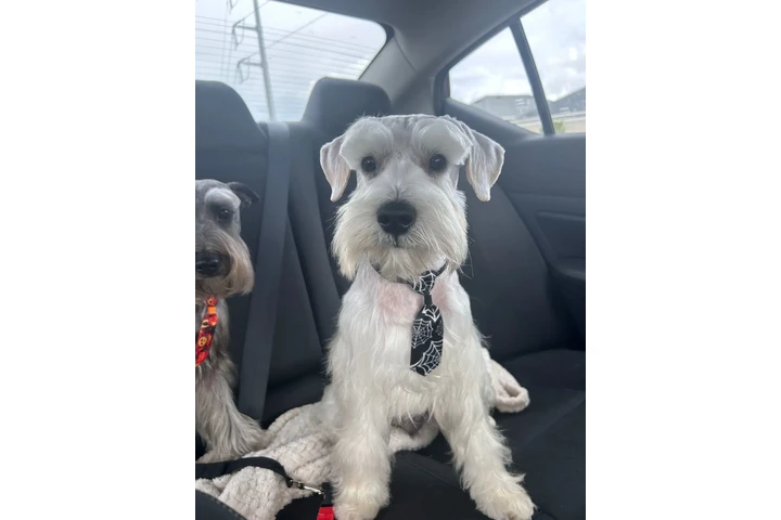 Schnauzer Puppies image 3