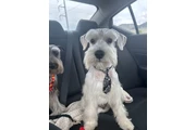 Schnauzer Puppies thumbnail