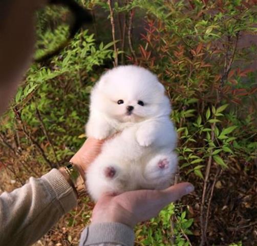 $250 : Pomeranian puppies for sale image 2