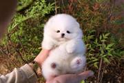 $250 : Pomeranian puppies for sale thumbnail