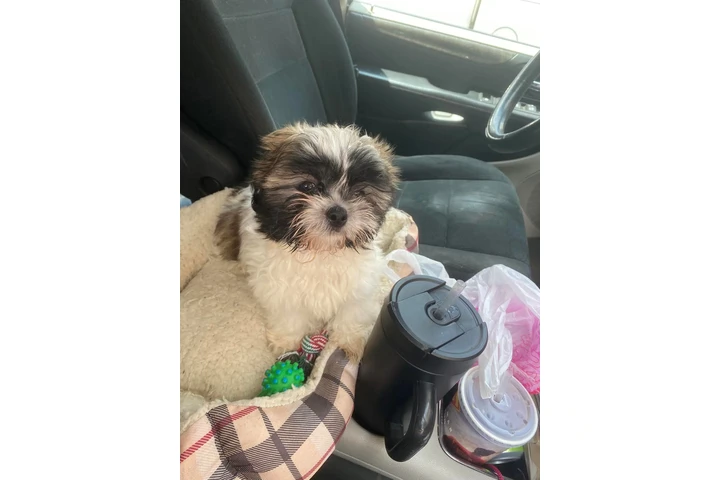$350 : Cachorros Shihtzu en venta image 3